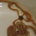 Brittle Star