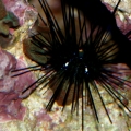 Black Long Spine Urchin
