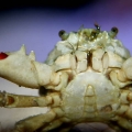 Emerald Crab