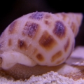 Nassarius Snail
