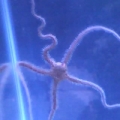 My brittle starfish