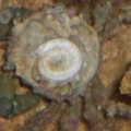 emerald crab and spirorbid worm