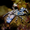 Hymenocera elegans, harlequin shrimp