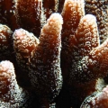 seriatopora