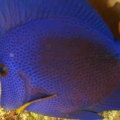xanthurum