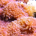 pocillopora1