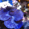 tridacna