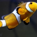 Oscar the clownfish