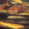 3 Serpae Tetras