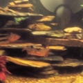 Whole Tank