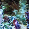 Glass Coral/Reef Tank