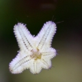 asterina star