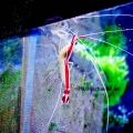 Coral Shrimp