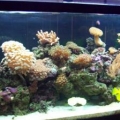 100_3987_3reef_image