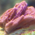 100_4123_3reef_image