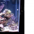 45 Gallon Reef Tank
