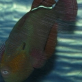 Art's FOWLR TANK - Nov. 2009