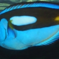 Art's FOWLR TANK - Nov. 2009