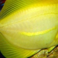 Art's FOWLR TANK - Nov. 2009