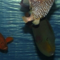 Art's FOWLR TANK - Nov. 2009