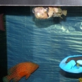 Art's FOWLR TANK - Nov. 2009