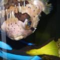 Art's FOWLR TANK - Nov. 2009