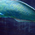 Art's FOWLR TANK - Nov. 2009