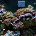 My reef tank