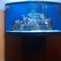 This is my 92 gallon corner bow front!