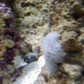 STRANGE GROWTH ON LIVE ROCK PIC#1