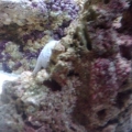 STRANGE GROWTH ON LROCK#2