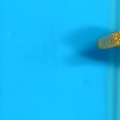 Bluestar Leopard Wrasse