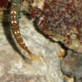Bluestar Leopard Wrasse (2)