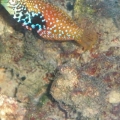Bluestar Leopard Wrasse (3)