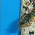 Ornate Leopard Wrasse (2)