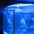 T5 flourescent anodized lamp