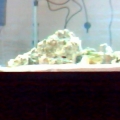 55 gallon