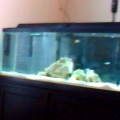 55 gallon