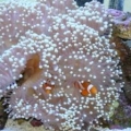 anemone and clowns