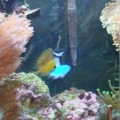 reef community