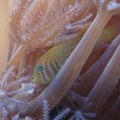 clown goby hiding
