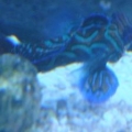 mandrin goby