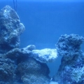 New aquascaping done