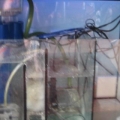 My sump with Eheim Skimmer