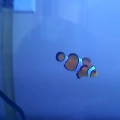 fishtank1