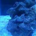 fishtank2