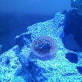 fishtank4