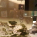 oldfishtank