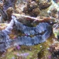 What is this in my tank?