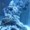 My latest aquascaping attempt